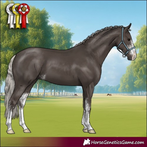 Horse Color:Silver Black Sabino 