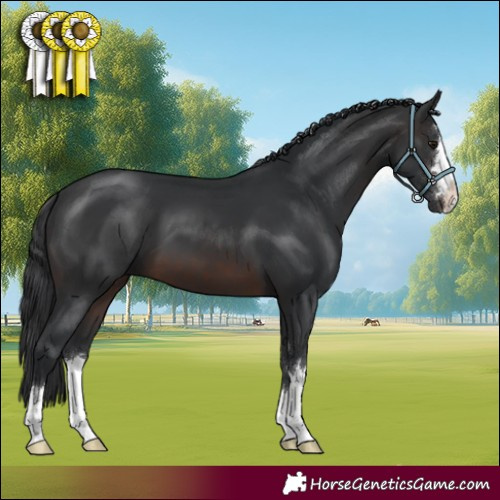 Horse Color:Brown 
