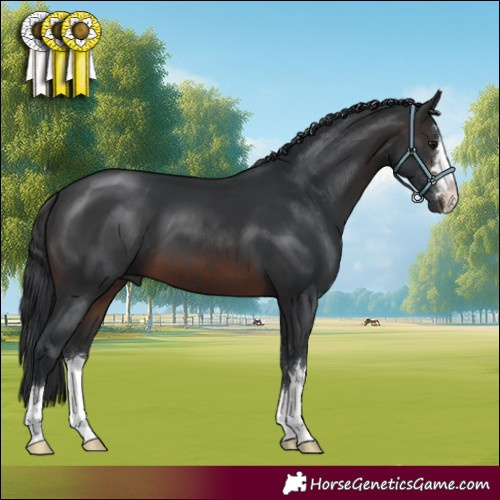 Horse Color:Brown 