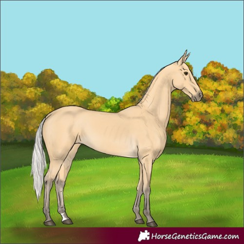 Horse Color:Silver Buckskin 