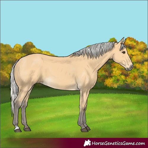 Horse Color:Silver Buckskin
