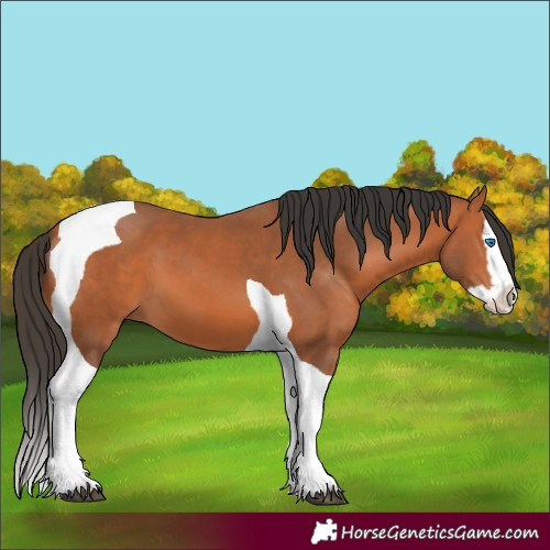 Horse Color:Bay Splash Tobiano