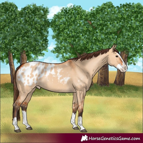 Horse Color:Bay Dun Splash Appaloosa 
