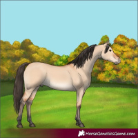 Horse Color:Bay Dun