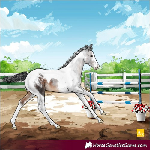 Horse Color:Brown Sabino Tobiano Snowcap 