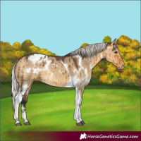 Horse Color:White Spotted Silver Buckskin Dun Tobiano Appaloosa Brindle