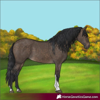 Horse Color:Brown Dun Tobiano Rabicano 