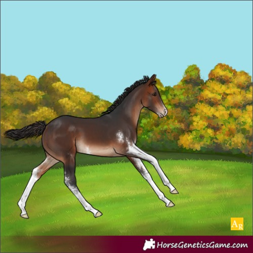 Horse Color:Brown Sabino 