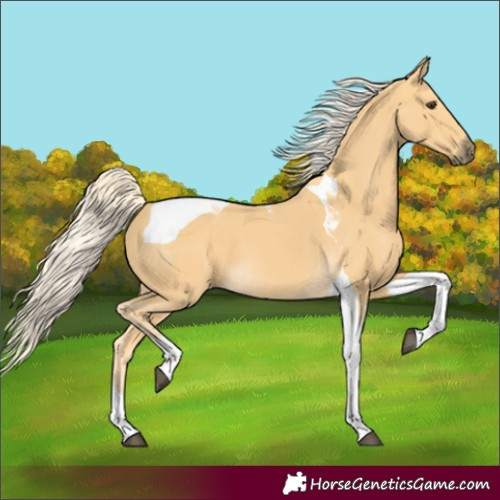 Horse Color:Palomino Tobiano 