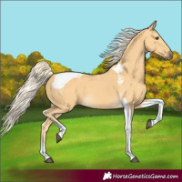 Horse Color:Palomino Tobiano