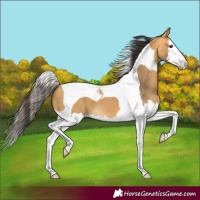 Horse Color:Buckskin Splash Tobiano