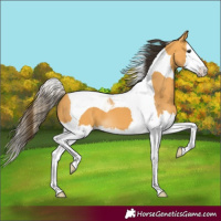 Horse Color:Buckskin Splash Tobiano 