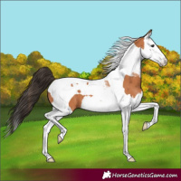 Horse Color:Bay Splash Tobiano 