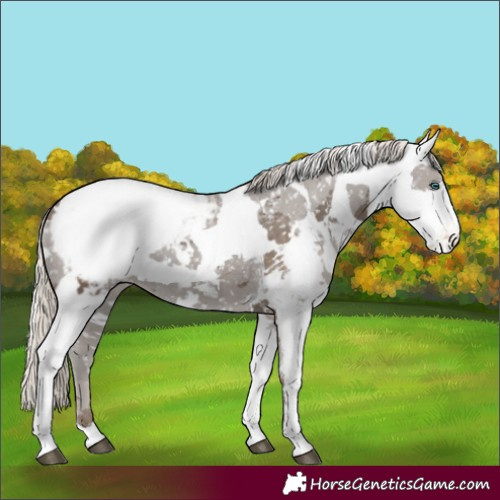 Horse Color:White Spotted Silver Smoky Black Merle Appaloosa 