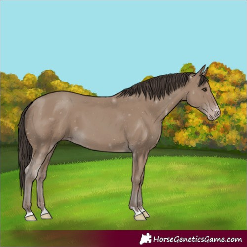 Horse Color:Classic Champagne 