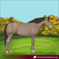 Horse Color:Classic Champagne