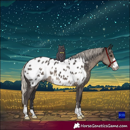 Horse Color:Silver Smoky Black Appaloosa 
