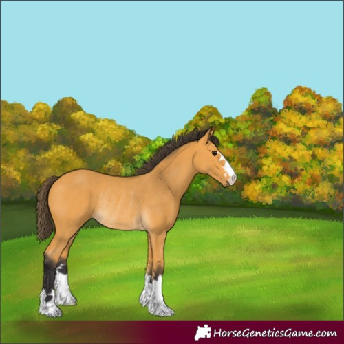 Horse Color:Buckskin Rabicano