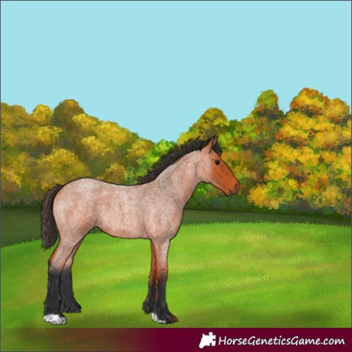 Horse Color:Bay Roan 
