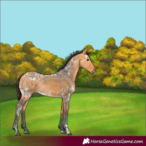 Horse Color:Buckskin Ice 