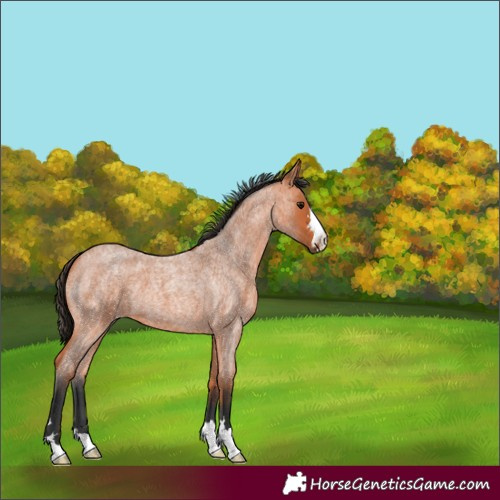Horse Color:Bay Roan