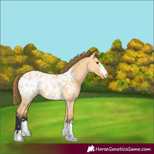 Horse Color:Buckskin Dun Blanket
