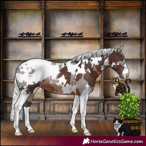 Horse Color:White Spotted Silver Brown Merle Appaloosa Rabicano 