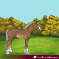 Horse Color:Chocolate Palomino 