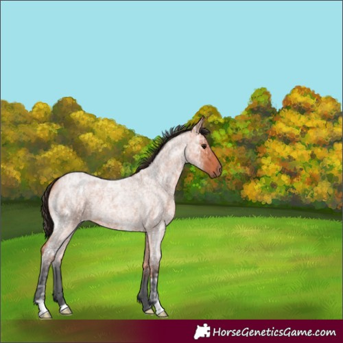 Horse Color:Bay Ice Roan