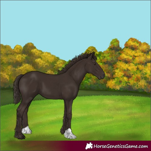 Horse Color:Liver Chestnut