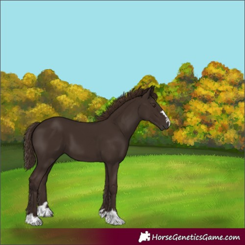 Horse Color:Liver Chestnut