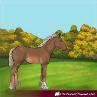Horse Color:Chocolate Palomino