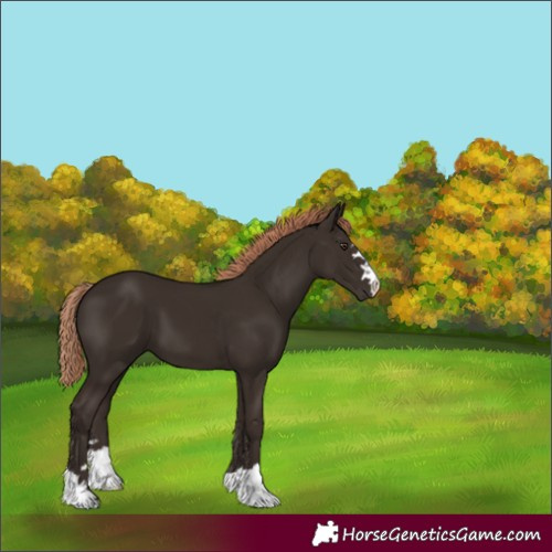 Horse Color:Liver Chestnut 