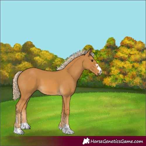 Horse Color:Palomino