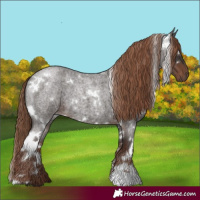 Horse Color:White Spotted Liver Red Roan 