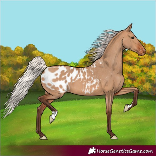 Horse Color:Silver Bay Dun Blanket 