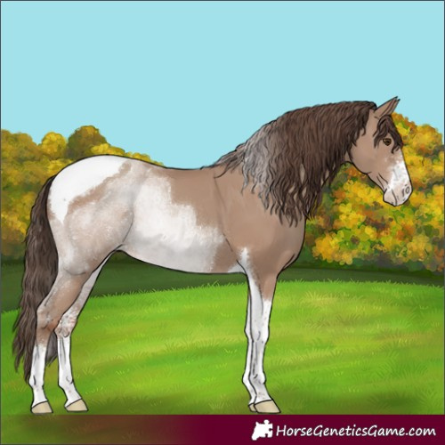 Horse Color:Classic Champagne Sabino Tobiano 