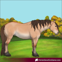 Horse Color:Bay Dun 