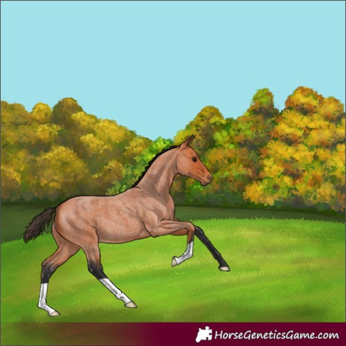 Horse Color:Bay Roan