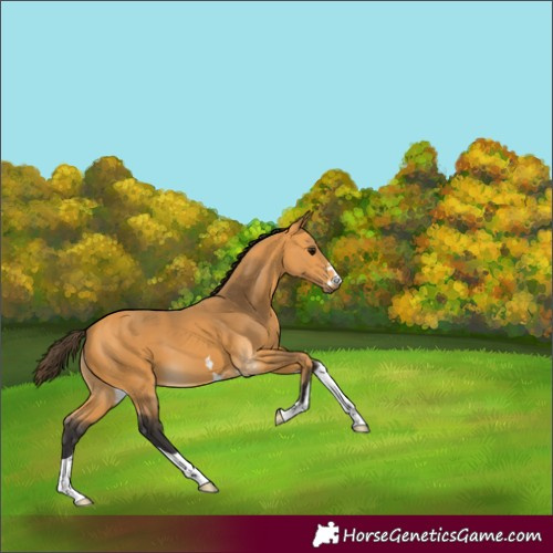 Horse Color:Buckskin 