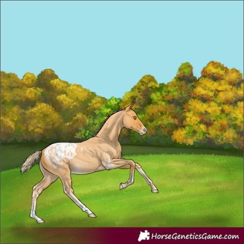 Horse Color:Palomino Roan Appaloosa 