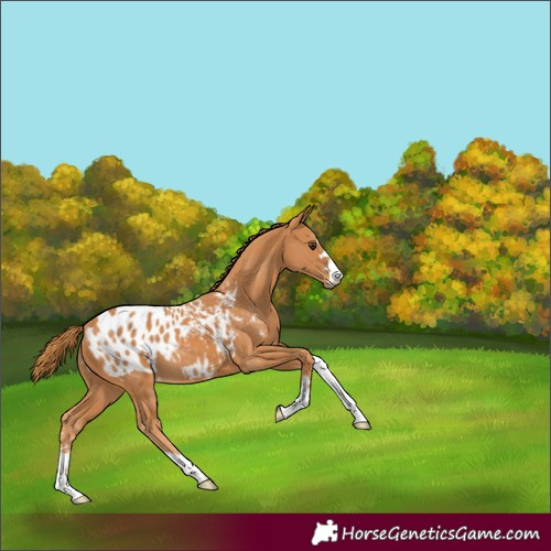 Horse Color:Chestnut Blanket 