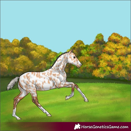 Horse Color:Silver Bay Dun Near Leopard