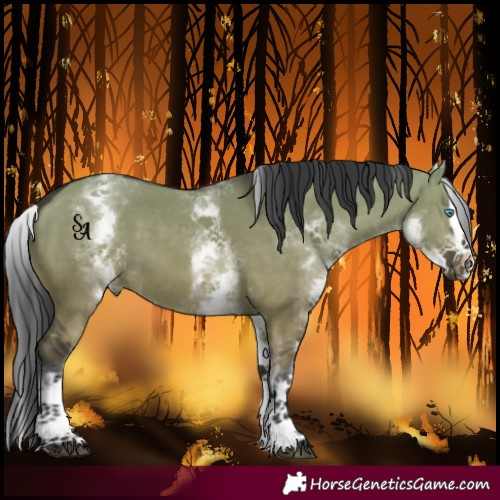 Horse Color:White Spotted Brown Dun Splash 