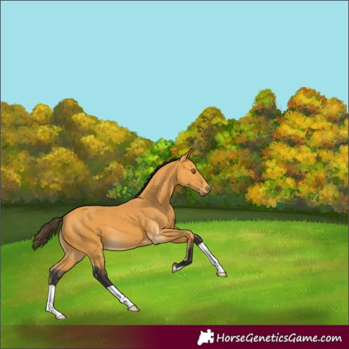 Horse Color:Buckskin 