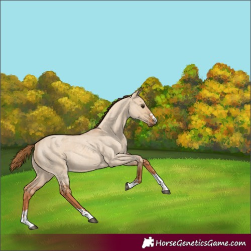 Horse Color:Red Dun Roan