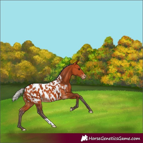 Horse Color:Silver Bay Blanket 