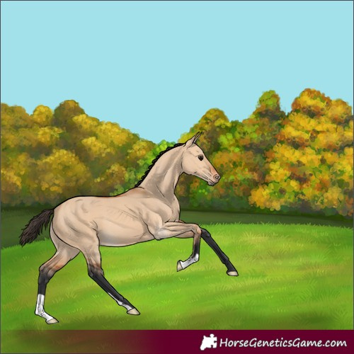 Horse Color:Bay Dun 