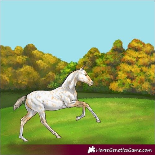 Horse Color:Palomino Dun Appaloosa