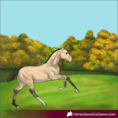 Horse Color:Buckskin 